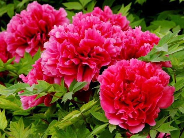 “家中養三花，旺人又旺家”，老祖先留下的經驗，真的有道理