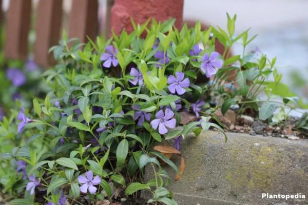 2022年最流行長春花藍,你的花園要緊追潮流嗎?看看這6種植物吧 2022年最流行長春花藍,你的花園要緊追潮流嗎?看看這6種植物吧