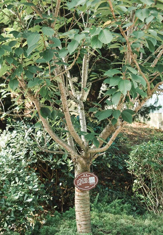 缺德商販，把“綠化草”包裝成“進口花”來賣，上當的人真不少