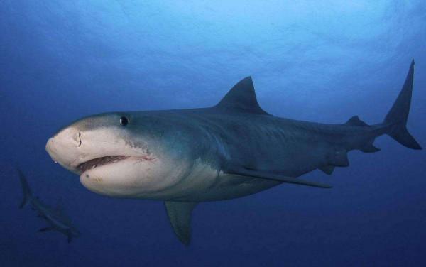 亞馬遜雨林有多可怕？置身其中每秒都存在死亡的風險