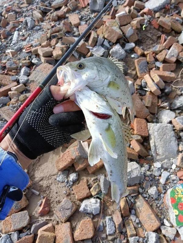 新手第一次路亞釣到大鱸魚 新手第一次路亞釣到大鱸魚
