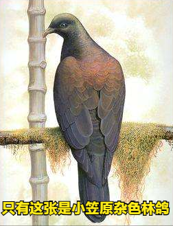 “嗓之眼”最大的鴿子小笠原雜色林鴿，和能“復活”的白喉秧雞