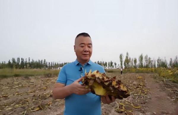 黑龍江大爺種植西葫蘆，一年銷售額高達一億，帶上千戶農民致富