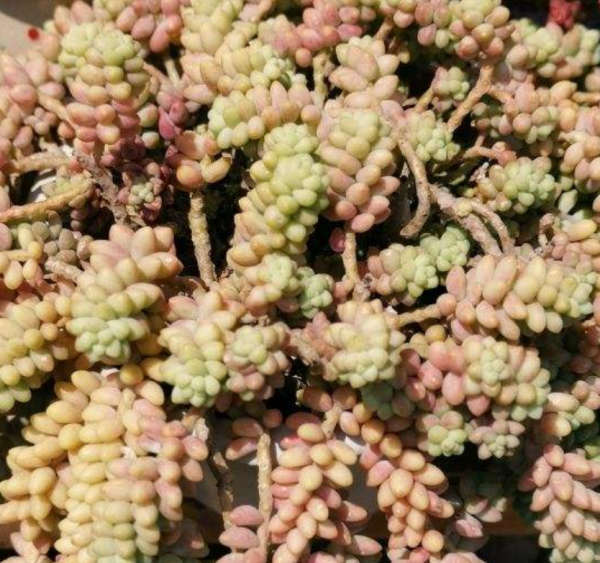 適合夏天養的多肉,養一盆“爆”一盆,生根特快 適合夏天養的多肉,養一盆“爆”一盆,生根特快