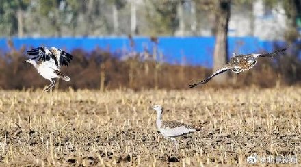 大鴇連續六年到北京通州過冬 大鴇連續六年到北京通州過冬