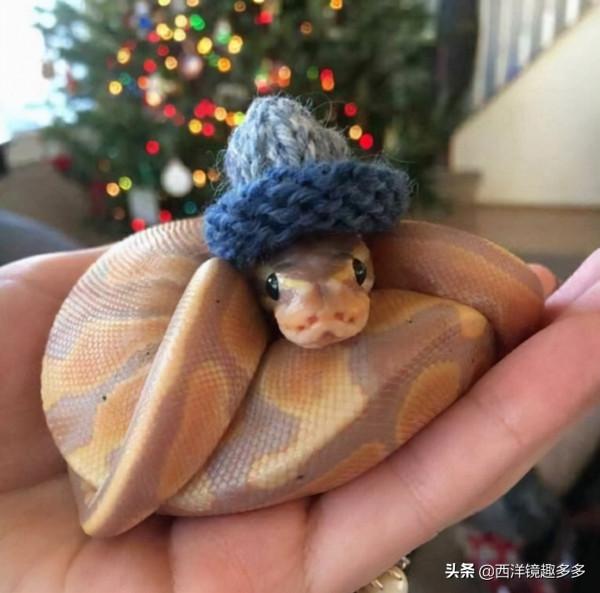 當寵物蛇戴了小帽子，原來可以這麼萌