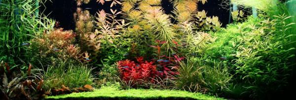 怎樣才能養出一缸讓人垂涎的水草