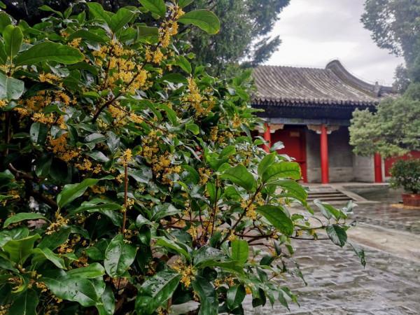 2021中秋佳節 頤和園中賞桂花