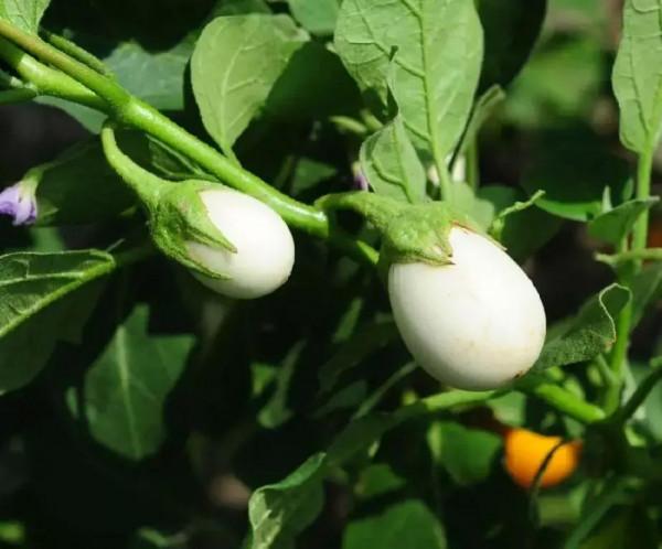 雞蛋長在樹上 雞蛋長在樹上