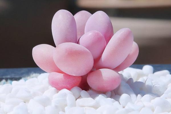 100種常見多肉圖鑑，比花還美，你認識幾種？