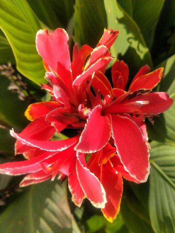 養花一直不開花,要是再不管,估計就成“柴火垛” 養花一直不開花,要是再不管,估計就成“柴火垛”