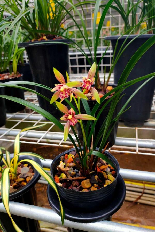 5種“壽星花”，最適合老人養，好看，好養，有益於身體健康