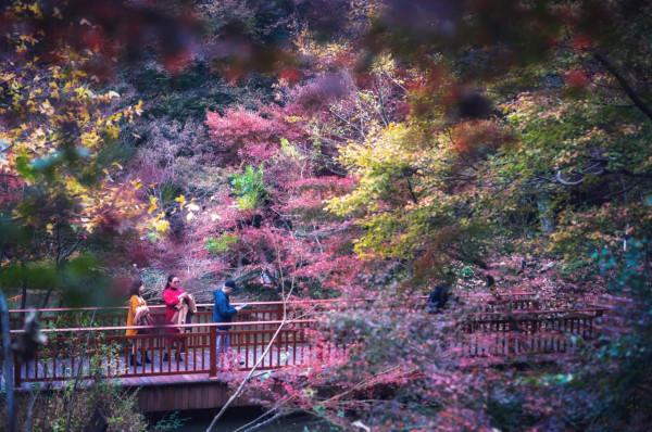 今年秋天一定要去下南京棲霞山，中國四大賞楓勝地之一，風景絕美