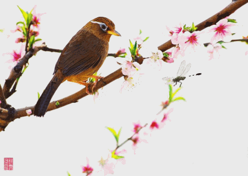 會動的鳥兒圖欣賞