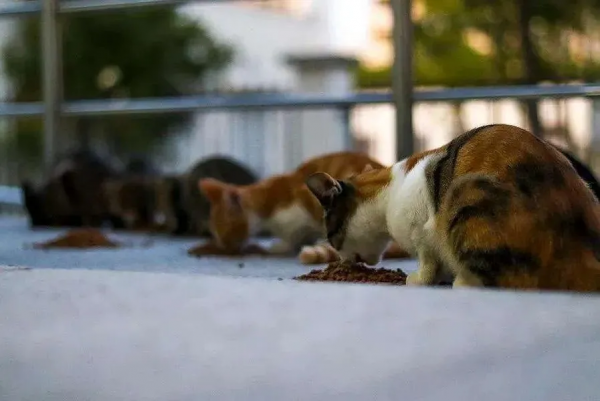 籌集到11噸的寵物糧,4噸已經送達基地,我們的愛心也在其中 籌集到11噸的寵物糧,4噸已經送達基地,我們的愛心也在其中