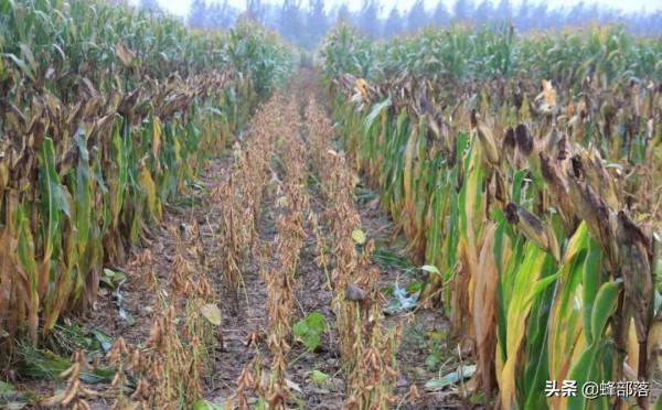 一顆玉米種下能收穫半斤，農民種地真的很賺錢？3個原因揭開真相