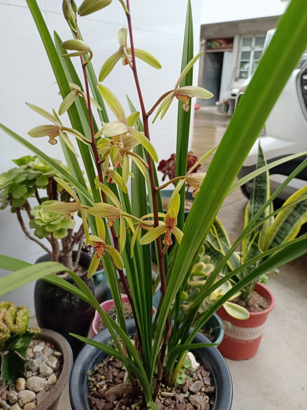 4種花10月份要及時翻盆,今年才會繼續開花,不然全爛在盆裡 4種花10月份要及時翻盆,今年才會繼續開花,不然全爛在盆裡