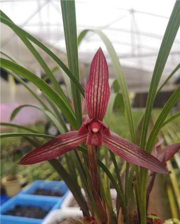 他本是服裝店的一個小老闆,卻因為一棵蘭花,徹底改變了他的命運 他本是服裝店的一個小老闆,卻因為一棵蘭花,徹底改變了他的命運