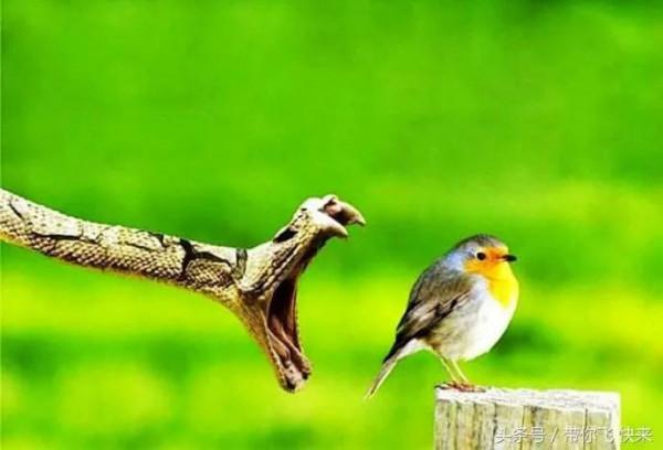 大人怎能害小孩子呢