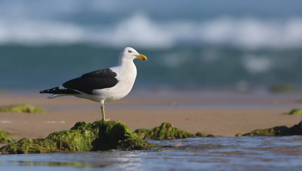 小科普 &vert; 鳥類&OpenCurlyDoubleQuote;扮豬吃老虎&rdquo;行為大賞