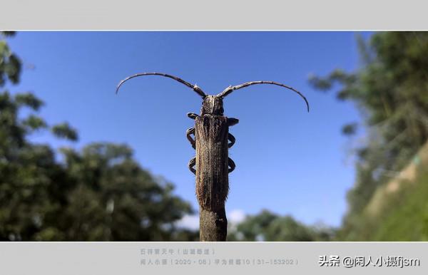 手機昆蟲攝影:天牛,拍攝技巧分享,你見過這幾種天牛嗎? 手機昆蟲攝影:天牛,拍攝技巧分享,你見過這幾種天牛嗎?