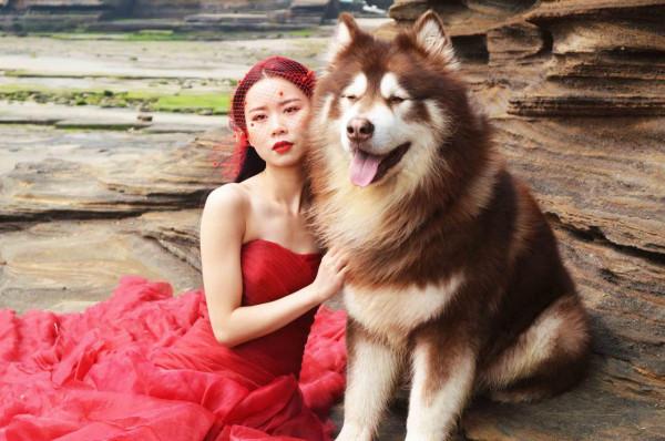 給你5個飼養阿拉斯加犬的理由，你覺得養它好不好？