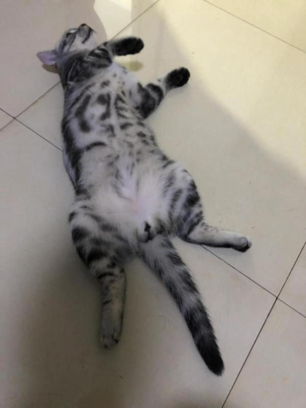 一隻基本沒有愛好的宅貓