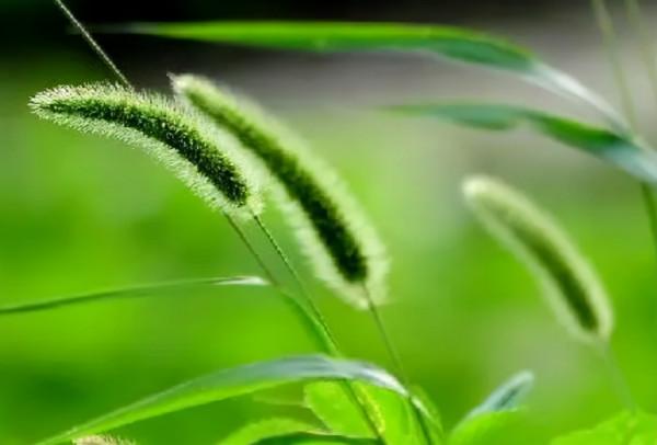 “狗尾巴草”是個寶，用來煮水喝，或能幫人們解決這4大問題