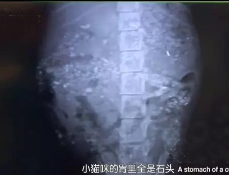 她不知道媽媽死了，每天去找食物給媽媽，我看完兩包紙巾擦淚