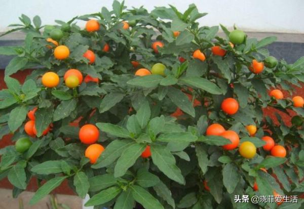 漂亮的有毒花！認識20種“大毒花”，遠離危險