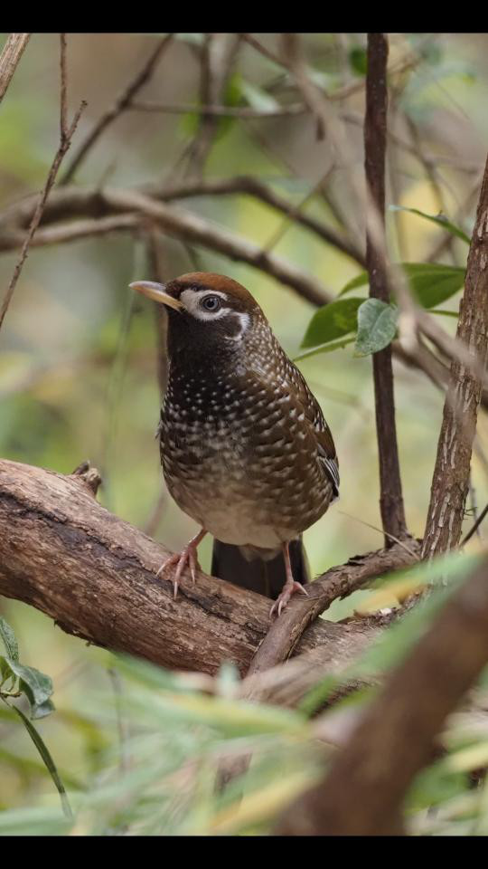 觀鳥兩年——每日期待著與鳥兒的邂逅，踏上了追逐鳥兒的征程