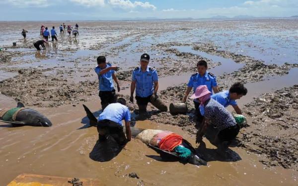 上海金山12頭瓜頭鯨擱淺事故！為何會擱淺？救援難度究竟有多大？