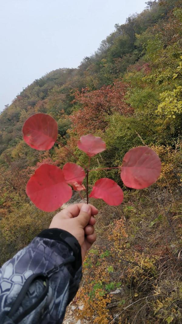 不出北京坐火車去賞秋,方便經濟不堵車,臥虎山蟠龍山盡顯中國紅 不出北京坐火車去賞秋,方便經濟不堵車,臥虎山蟠龍山盡顯中國紅