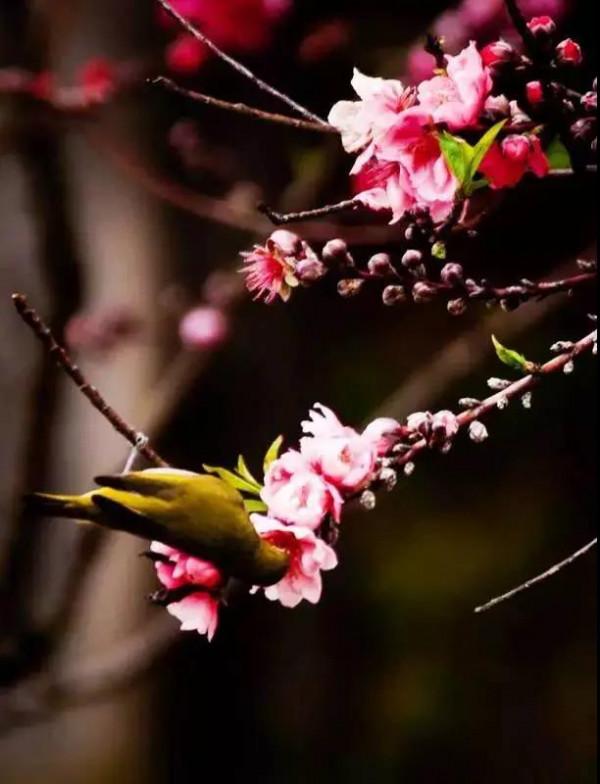 50只美麗的鳥兒，鳥語花香，鶯歌燕舞，真的太美了