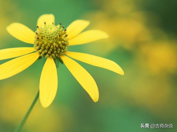 如白話般的1首詞,卻寫出心底真情,值得一讀 如白話般的1首詞,卻寫出心底真情,值得一讀