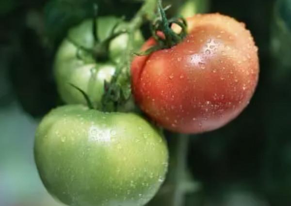 這7種蔬菜建議大家少吃，對照一下有沒有你愛吃的？