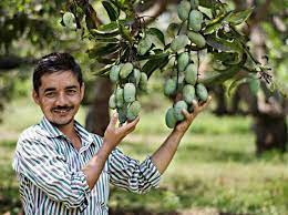 印度農民種出神奇芒果,看著像蘋果吃著像香蕉…還有孜然口味? 印度農民種出神奇芒果,看著像蘋果吃著像香蕉…還有孜然口味?