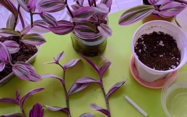 9種&OpenCurlyDoubleQuote;貴氣花&rdquo;，立春後&OpenCurlyDoubleQuote;快扦插&rdquo;，生根快，比夏天還&OpenCurlyDoubleQuote;好活&rdquo;