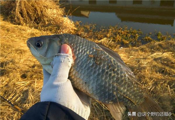 冬季是最有可能“爆護”的季節，釣法怎麼選擇，你說了算