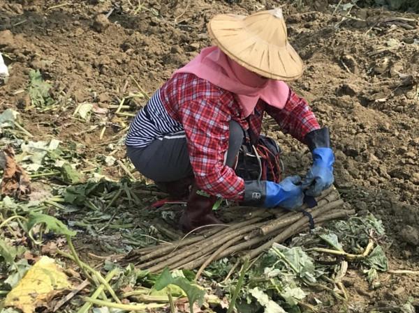 日本視為人參,引進我國沒幾人吃,如今大規模種植,又是機會嗎? 日本視為人參,引進我國沒幾人吃,如今大規模種植,又是機會嗎?