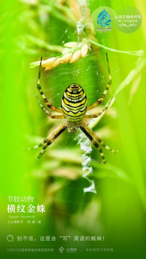 「雲南生物多樣性數字化百科圖譜」橫紋金蛛:別不信,這是會“寫”英語的蜘蛛 「雲南生物多樣性數字化百科圖譜」橫紋金蛛:別不信,這是會“寫”英語的蜘蛛
