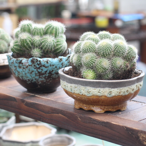 臥室養花“講究大”,4種“漂亮花”對身體傷害大,儘早搬出去 臥室養花“講究大”,4種“漂亮花”對身體傷害大,儘早搬出去