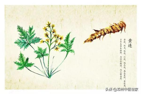 藥性歌括四百味、黃連