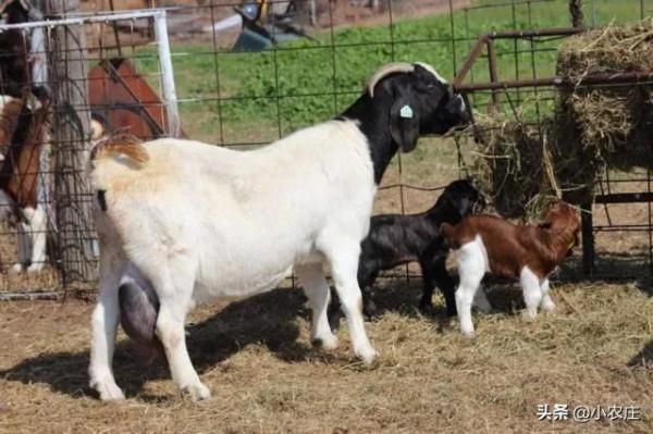 養羊八禁忌，您瞭解多少？避開這些坑，提升養羊成功率