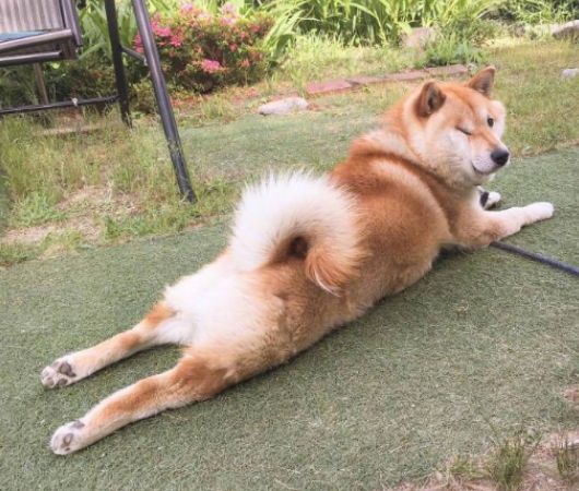 瞭解完柴犬的優缺點，你還有飼養的衝動嗎？