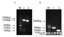 論文推薦 || 白樺BpGRAS1基因的克隆及耐鹽功能分析