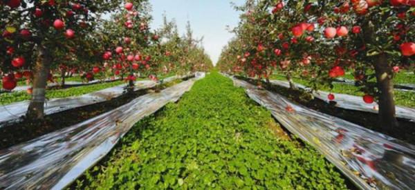 專家談丨魏延安：對推動我國果業高質量發展10個問題的思考