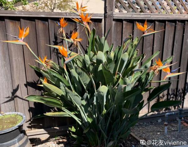 養花一直不開花，給他套個黑塑膠袋，花苞呼呼冒