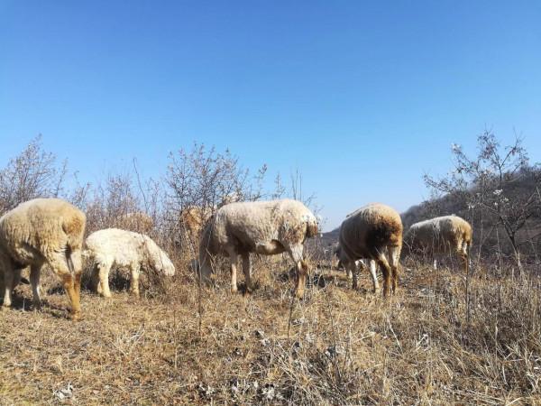 放養羊只壓欄惜售的底氣從哪裡來？粗放管理不計人工，好牌被打爛