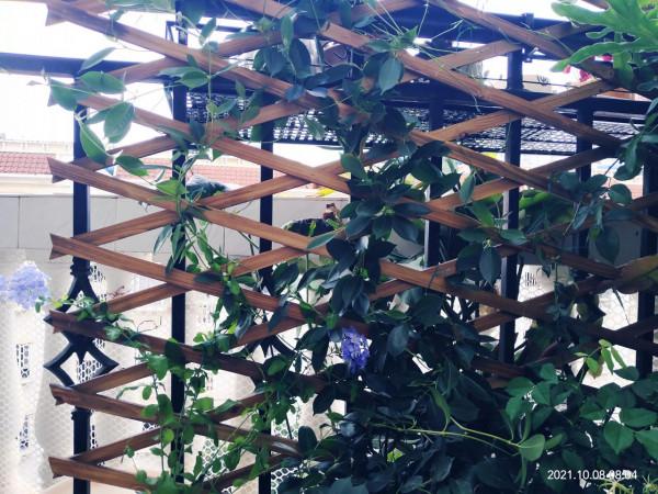 花架終於到了，老公說要把它砸了，還要丟掉我所有花……